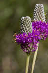 Purple prairie clover